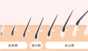毛周期