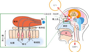 アロマの効能