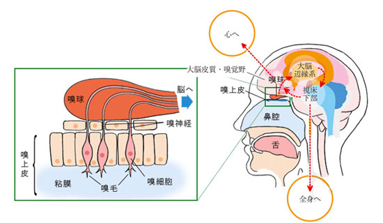 香りを感じる仕組み