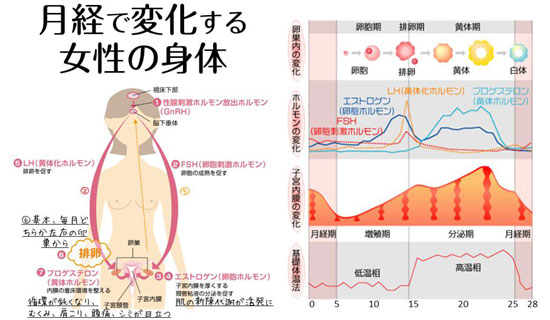 女性ホルモン図