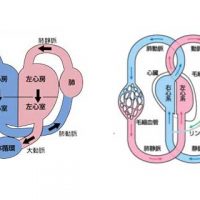 動脈と静脈