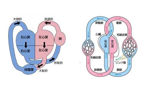 動脈と静脈