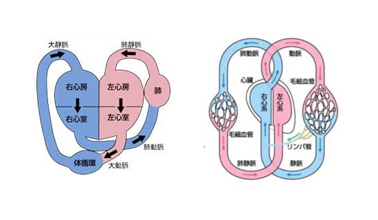 動脈と静脈