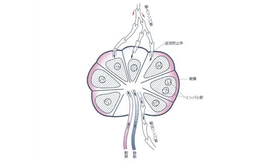 リンパ節