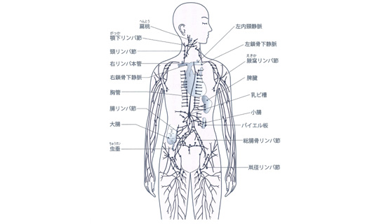 全身に分布している所要なリンパ節