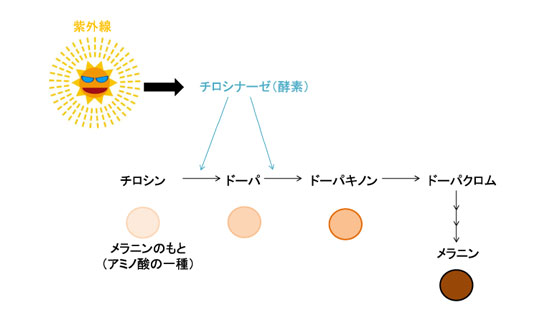 メラニン生成の工程