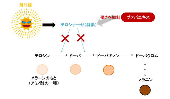 グァバエキスのメラニン生成抑制