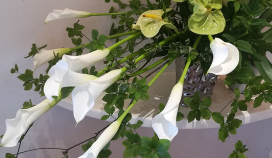 箱根のお花