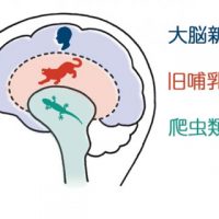 人の脳の構造