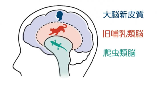 人の脳の構造