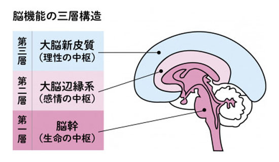 脳の３層構造