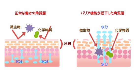 肌バリア