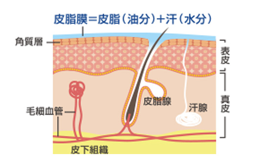 皮脂膜