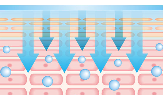 化粧品成分の浸透