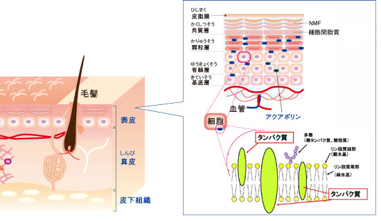 細胞膜のたんぱく質