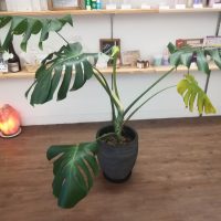 monstera