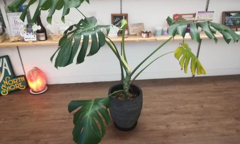 monstera